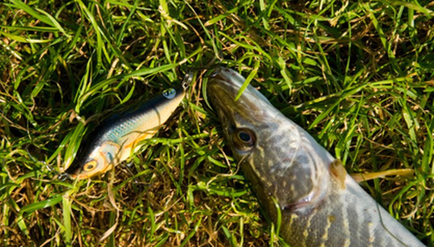 Photo Credit: pike image by Zbigniew Nowak from <a href='http://www.fotolia.com'>Fotolia.com</a> Pike next to fa ishing lure resembling local forage size and type.