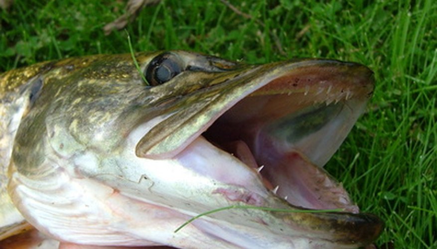 Photo Credit: brochet image by esoxlabrax from <a href='http://www.fotolia.com'>Fotolia.com</a> Mouth showing teeth of northern pike.