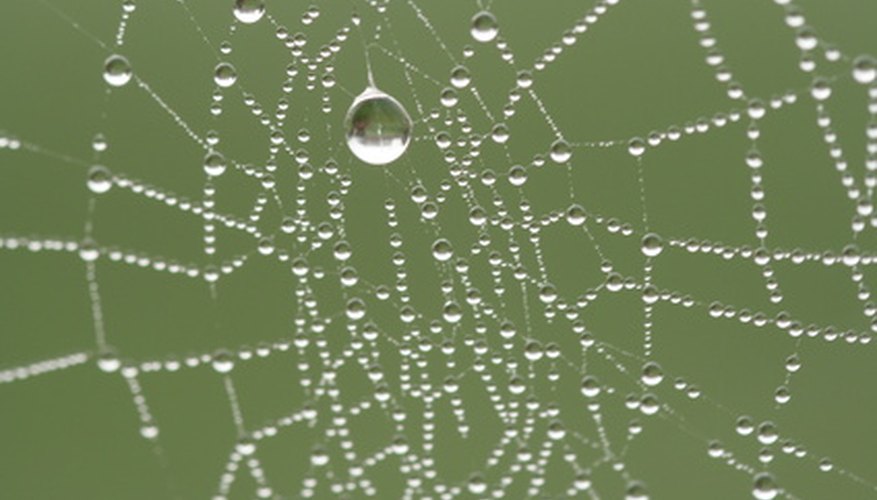 Dewdrops on a spiderweb reveal the physics behind cell structures