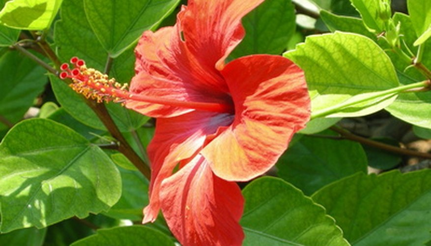 The bright hibiscus is an exotic bloom commonly seen in Hawaii.
