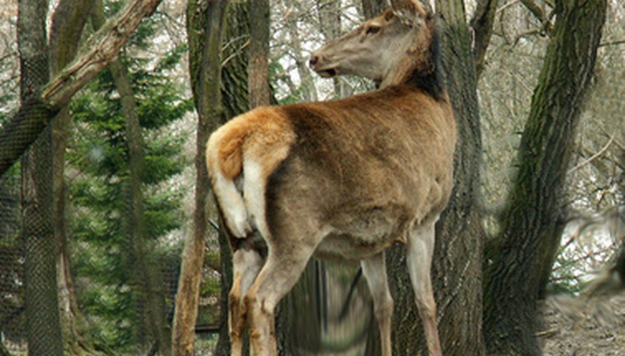 Photo Credit: deer image by Henryk Olszewski from <a href= Most deer are taken at distances of less than 100 yards.