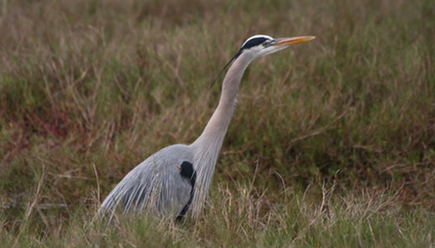 Photo Credit: great blue heron image by Robert Ulph from <a href='http://www.fotolia.com'>Fotolia.com</a> The great blue heron has a long bill.
