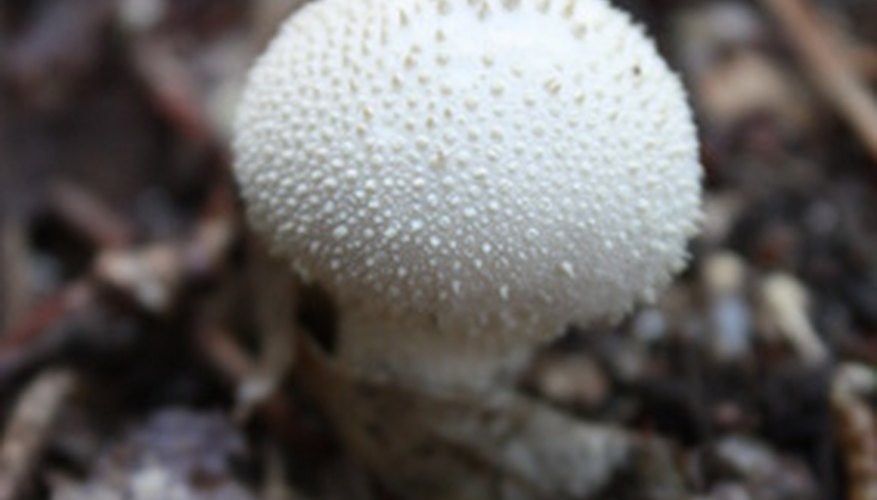 Photo Credit: puffballs image by lefebvre_jonathan from <a href='http://www.fotolia.com'>Fotolia.com</a> Puffball mushrooms are another variety of edible mushrooms that grow in Indiana.
