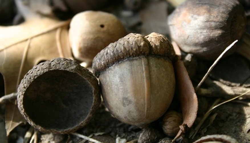 Maidu women and girls used tools to grind acorns into meal.