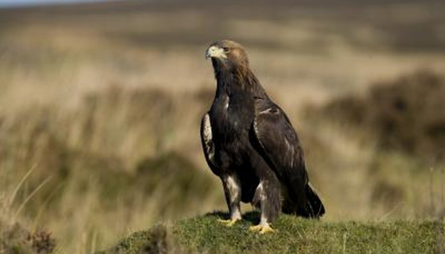 Photo Credit: MikeLane45/iStock/Getty Images A golden eagle sits on a rock in a praire.
