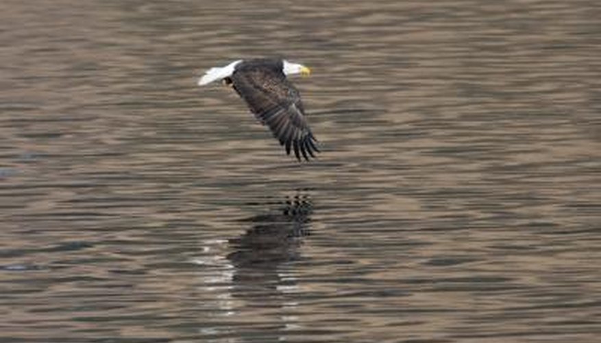 Photo Credit: gjohnstonphoto/iStock/Getty Images A bald eagle flies low over the water.