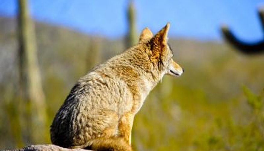 Photo Credit: Donald Fink/iStock/Getty Images Coyote looking for food