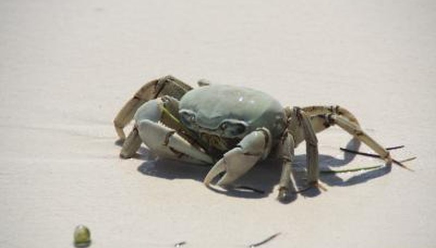 Photo Credit: Paul Eldred/iStock/Getty Images Crab on beach in Mexico