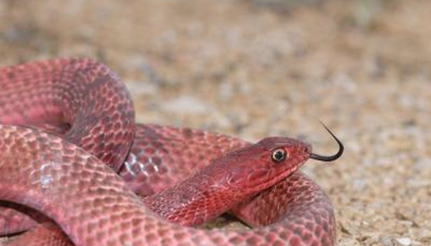 Photo Credit: Rusty Dodson/iStock/Getty Images Texas law protects 13 species of snake.
