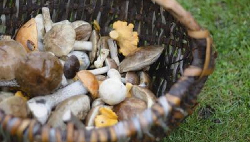 Photo Credit: Tatiana_Sushchenia/iStock/Getty Images An assortment of edible mushrooms in a basket on the grass.