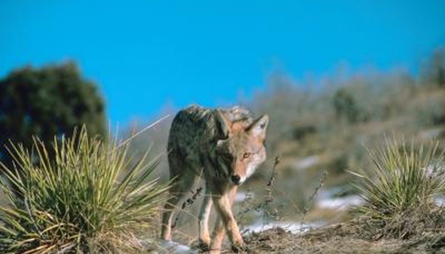 Photo Credit: Jupiterimages/Photos.com/Getty Images Coyote smelling tracks
