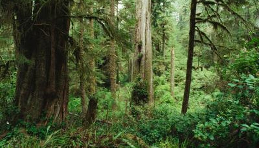 Photo Credit: Jupiterimages/Photos.com/Getty Images Cedar trees in forest