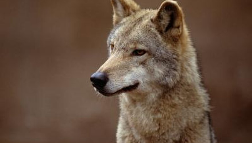 Photo Credit: Jupiterimages/Photos.com/Getty Images Coyote Looking outward