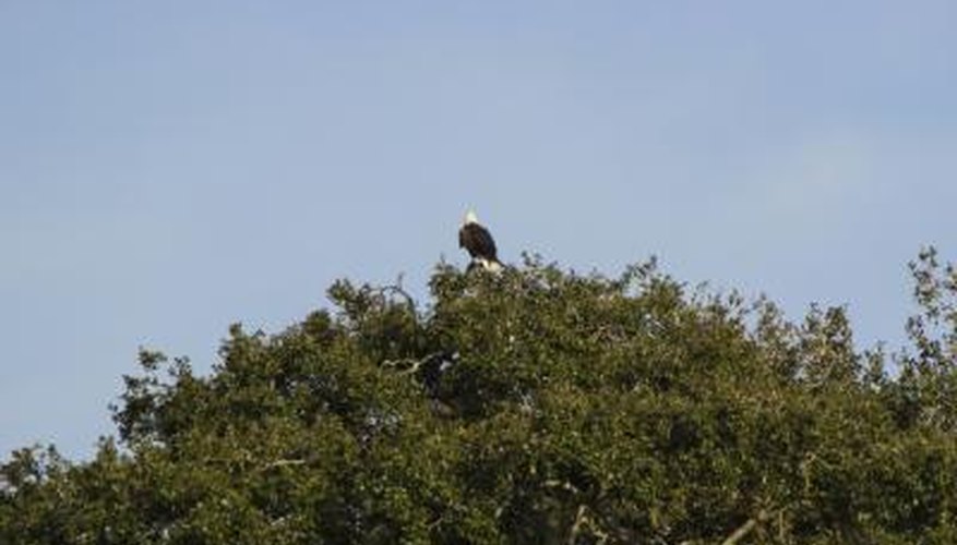 Photo Credit: tgstro/iStock/Getty Images A bald eagle is perched on the top of a tree.