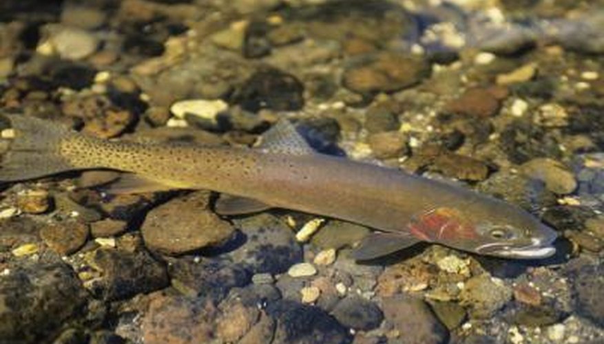 Photo Credit: Karl Weatherly/Photodisc/Getty Images Wild trout have a keener sense of smell and are more finicky when it comes to bait.