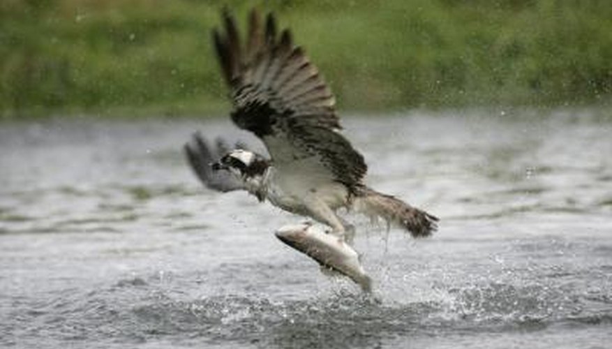Photo Credit: MikeLane45/iStock/Getty Images An osprey catches a fish with its talons.