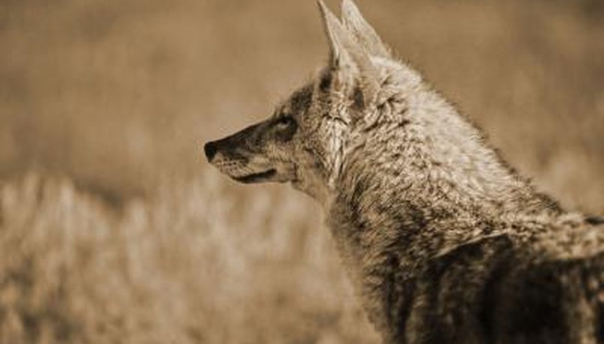 Photo Credit: Jupiterimages/Photos.com/Getty Images Coyote smelling air