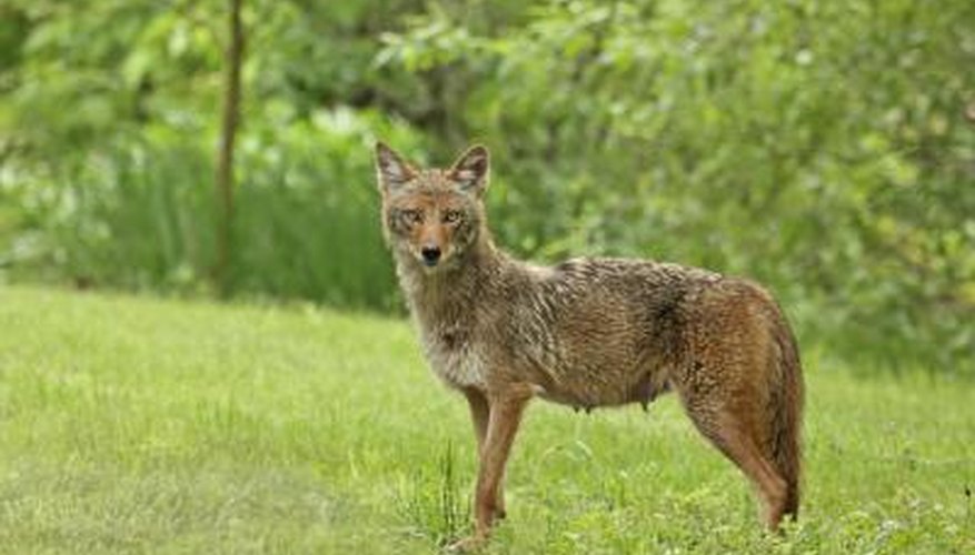 Photo Credit: Charles Brutlag/Hemera/Getty Images Coyote in grass area