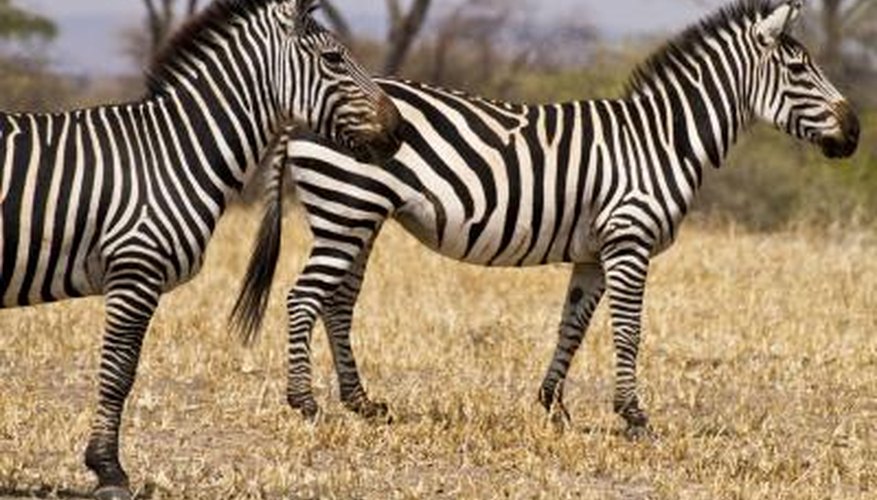 Photo Credit: Atum85/iStock/Getty Images Zebras have horse-like bodies.