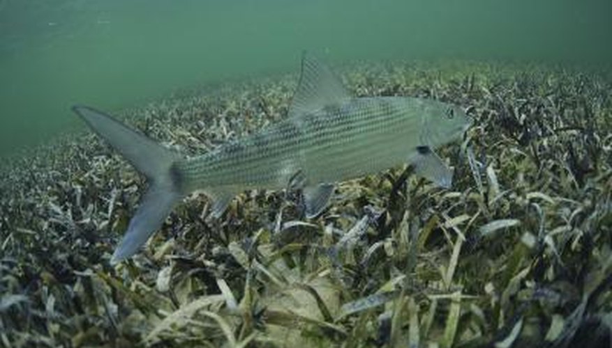 Photo Credit: FtLaudGirl/iStock/Getty Images Size and shape play an important role in fish identification.