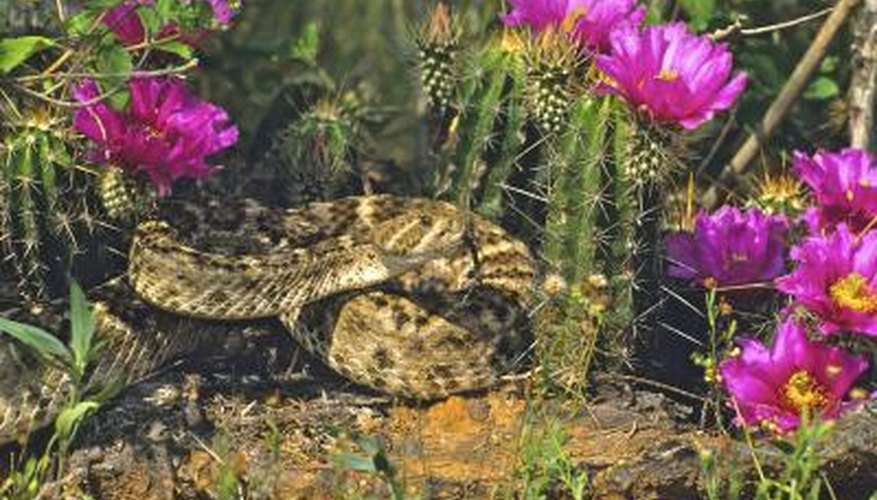 Photo Credit: Tom Tietz/iStock/Getty Images Texas has rattlesnake roundups.