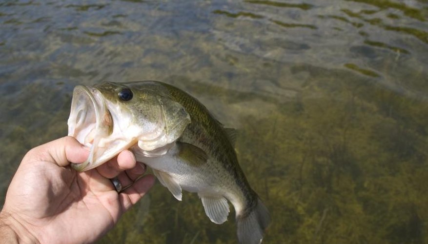 Wisconsin Fishing Penalties & Fines