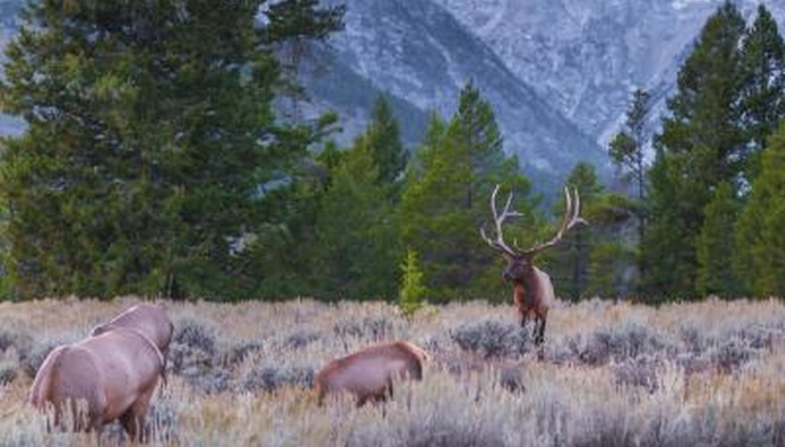 Best Colorado Elk Hunting Areas | Gone Outdoors | Your Adventure Awaits