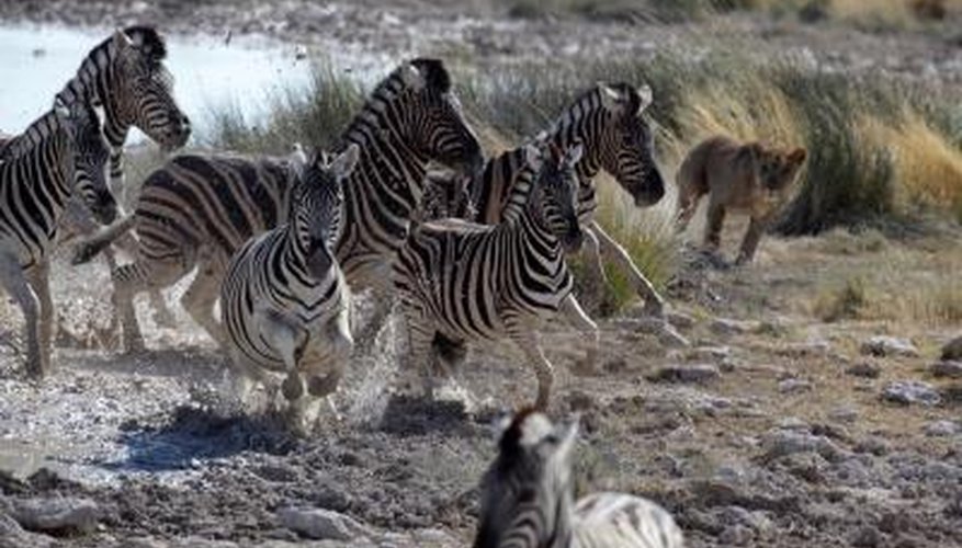 Photo Credit: Mogens Trolle/iStock/Getty Images Lions ae a constant threat.