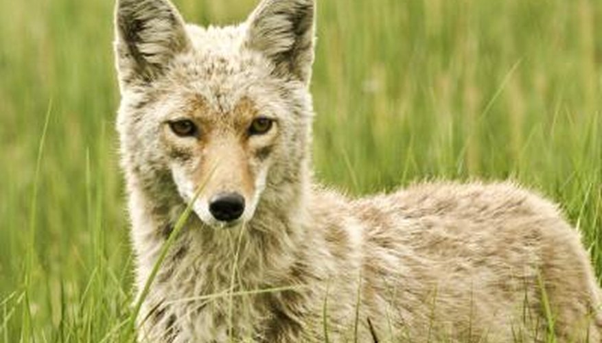 Photo Credit: Woodkern/iStock/Getty Images Coyote in field