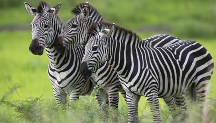 Photo Credit: Jamen Percy/iStock/Getty Images A zebra's size effects its speed.