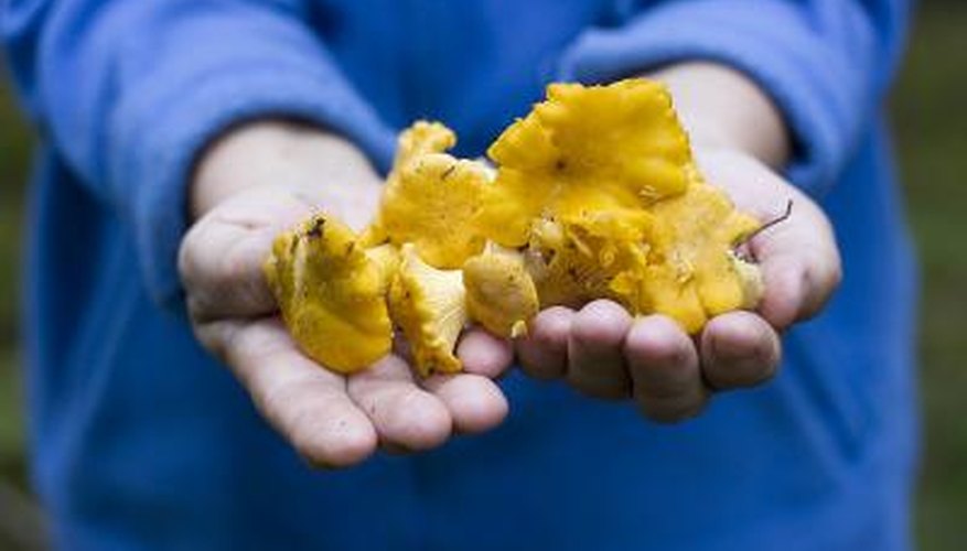 Photo Credit: AnneMS/iStock/Getty Images A man holds up a handful of golden chanterelles.