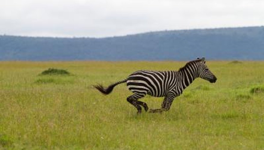 Photo Credit: sharpphotos/iStock/Getty Images Zebras may reach speeds of 40 mph.