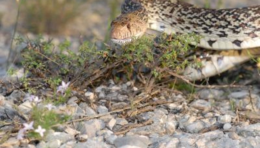 Photo Credit: Rusty Dodson/iStock/Getty Images Snakes in Texas are considered non-game wildlife.