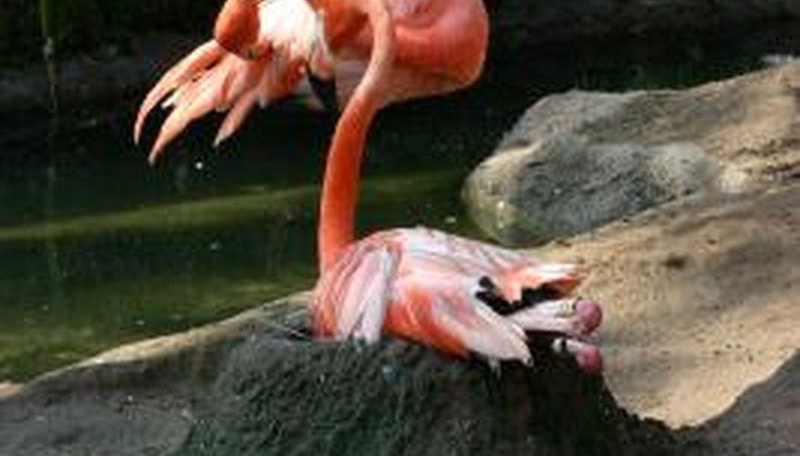 Photo Credit: LeRoy Gunderson/iStock/Getty Images The flamingo pulls mud into a mound at its feet.
