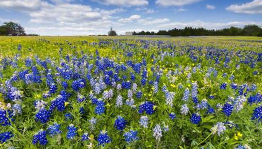 Photo Credit: Dean_Fikar/iStock/Getty Images Herpetologists enjoy looking for snakes in Texas.