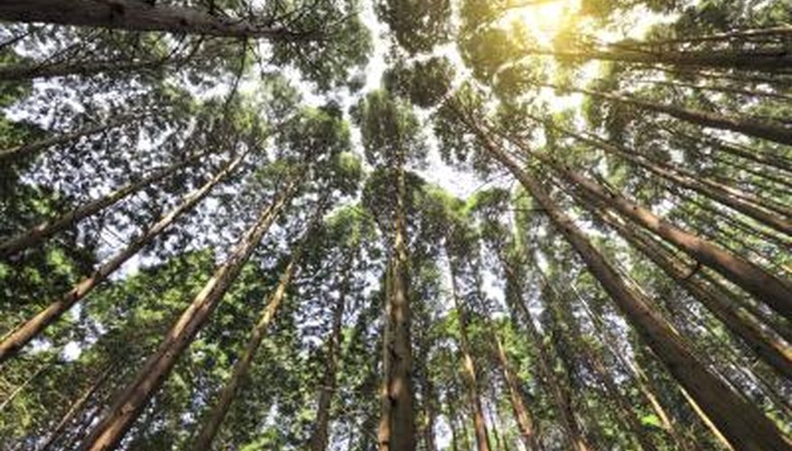 Tall Cedar trees in forest.