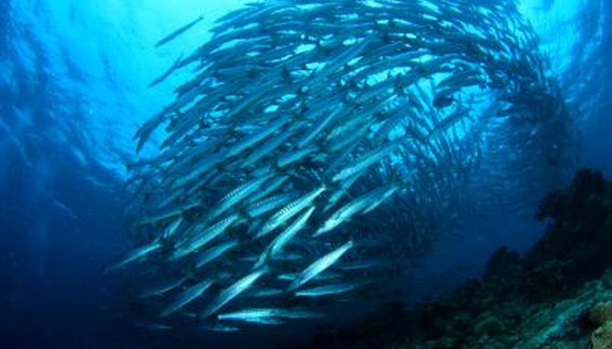 Photo Credit: Lee Chin Yong/iStock/Getty Images Many saltwater fish have similar appearances.
