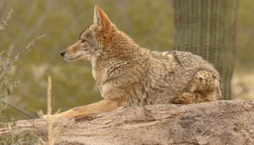 Photo Credit: gatito33/iStock/Getty Images Coyote resting