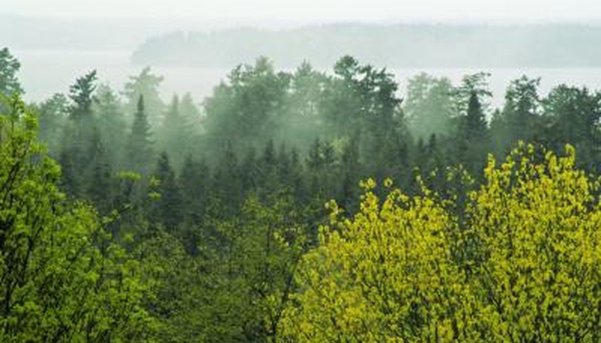 Photo Credit: Matt Knannlein/iStock/Getty Images A wooded area on the coast of Oregon.