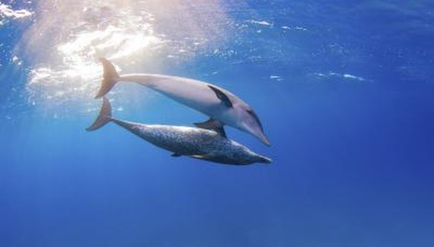 Photo Credit: ShinOkamoto/iStock/Getty Images Two dolphins swim underwater