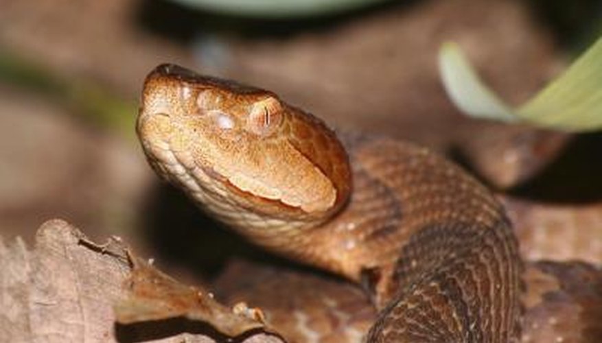 Photo Credit: Wirepec/iStock/Getty Images The copperhead snake is found in Texas.