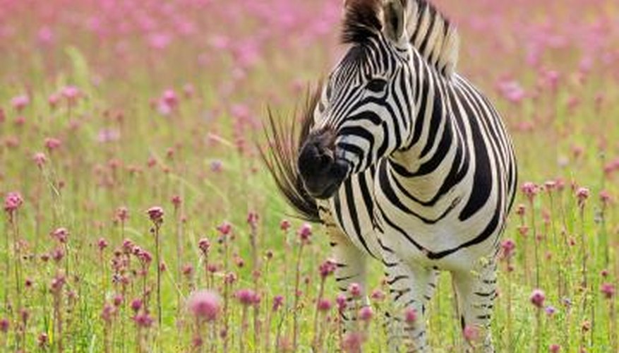 Photo Credit: Andre Valadao/iStock/Getty Images A wild zebra may live for 25 years.