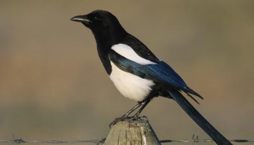 Photo Credit: bgsmith/iStock/Getty Images The mud nest of the black-billed magpie also includes sticks.