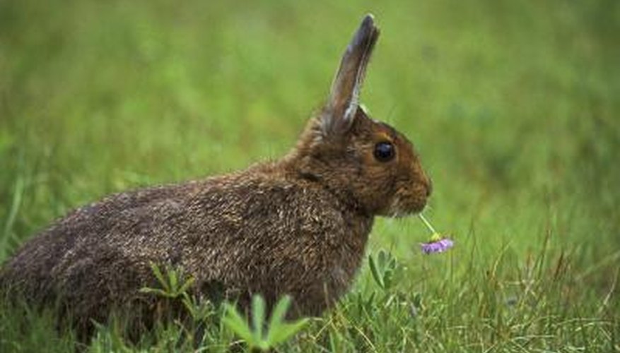 Photo Credit: Purestock/Purestock/Getty Images A rabbit chews on clover.