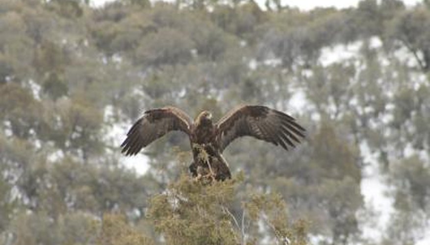 Photo Credit: Jbars-Snapshots/iStock/Getty Images A golden eagle lands in the top of a tree.