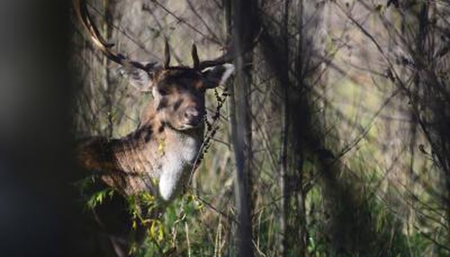 Photo Credit: Ihar Byshniou/iStock/Getty Images Deer have oval shaped eyes.
