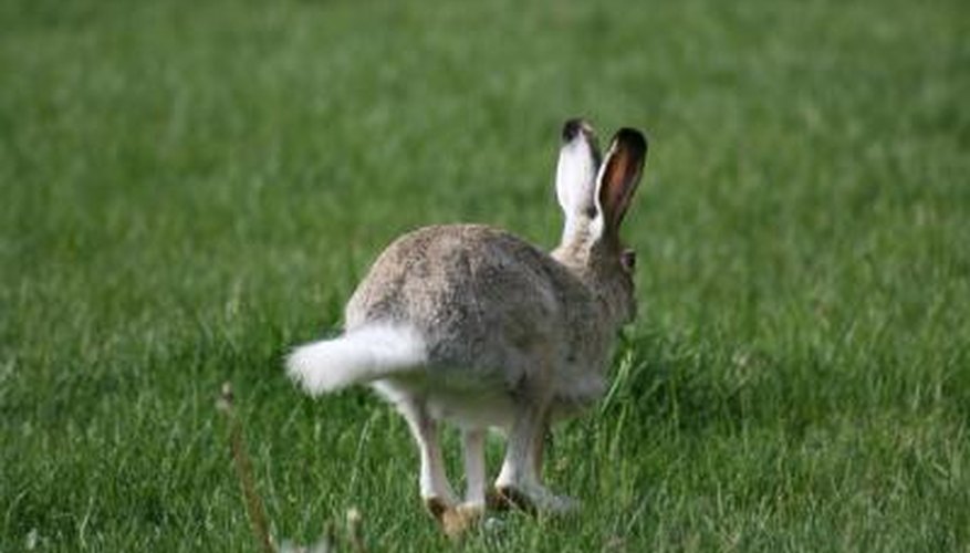 Photo Credit: Steven Wilson/iStock/Getty Images A rabbit hops across the lawn.