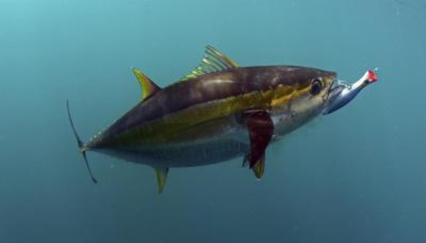 Photo Credit: FtLaudGirl/iStock/Getty Images Yellowfin Tuna bites a fishing lure