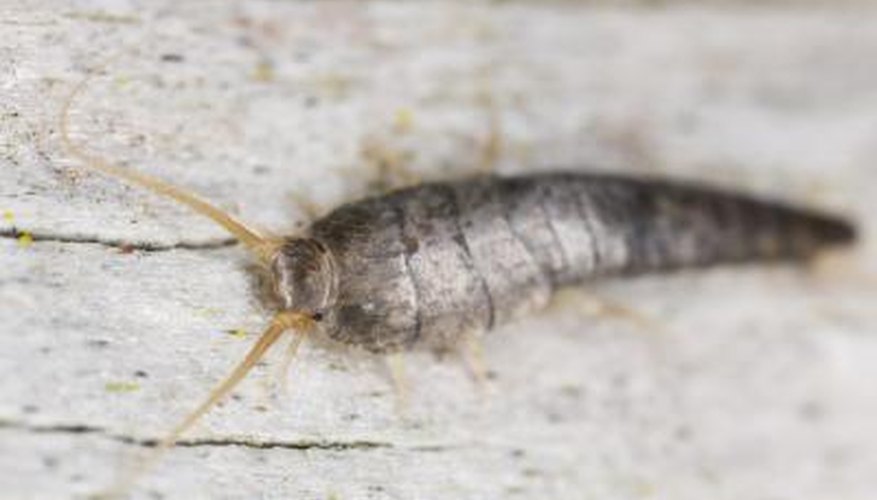 A silverfish.