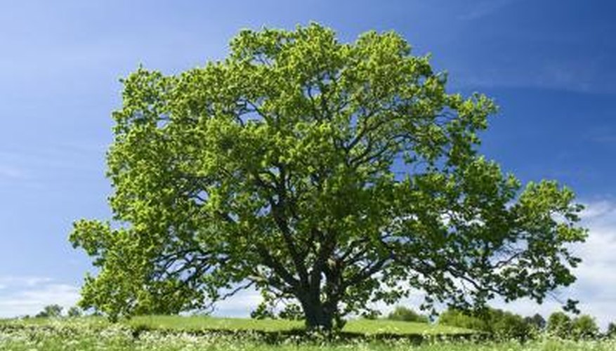 how-many-types-of-oak-trees-are-there-sciencing